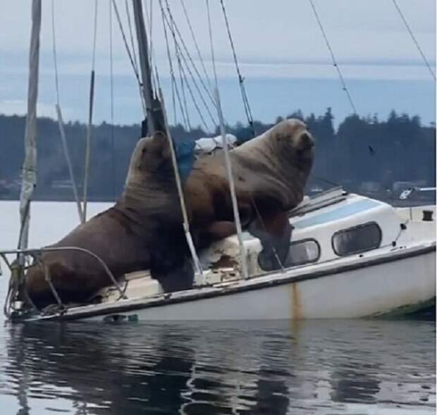 Морские львы отдыхают на яхте. Красиво жить не запретишь