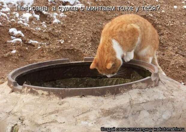 Котоматрицы(картинки с надписями)