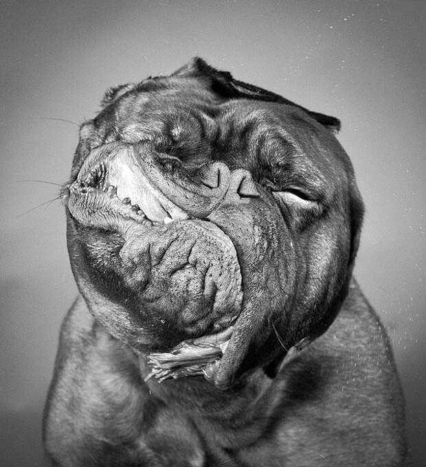 Собака отряхивается фотографии животных