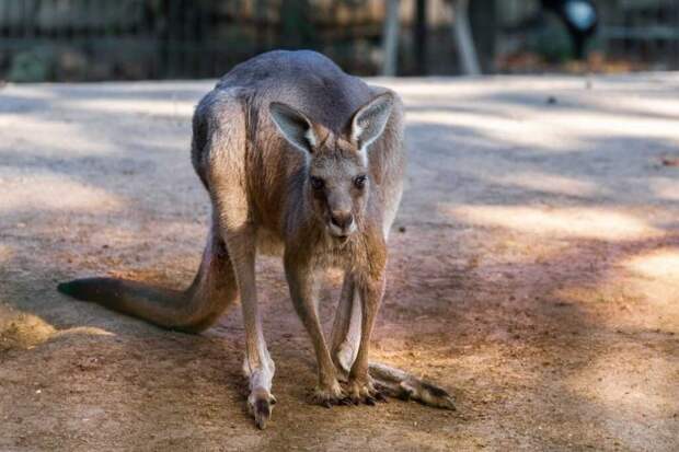 Почему в Австралии нет ферм с кенгуру: они превратились в стихийное бедствие