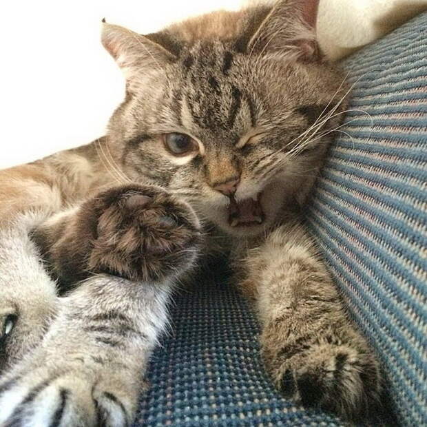 Кот-вампир Локи