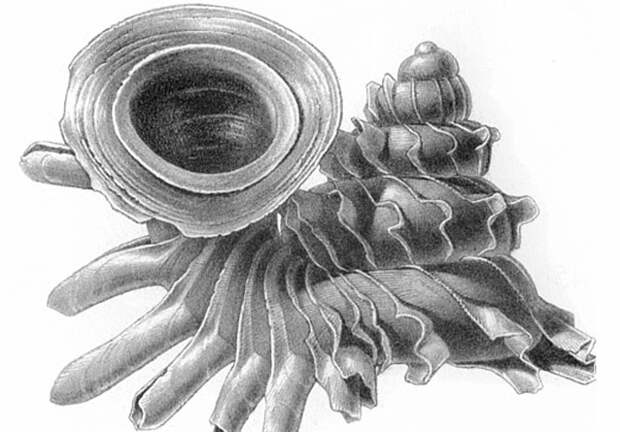 Улитки Opisthostoma