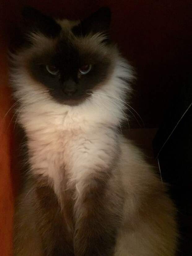 56.  кошка, пушистость, шерсть