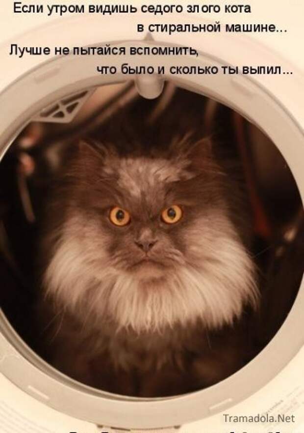 Летняя подборка Котоматриц 2010 - Выпуск 18