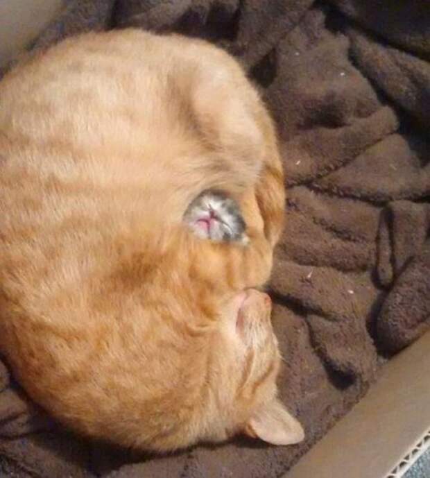 КОТОприколы