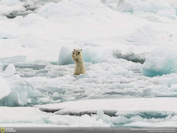 лучшие снимки фотоконкурса National Geographic 2014 белый медвежонок