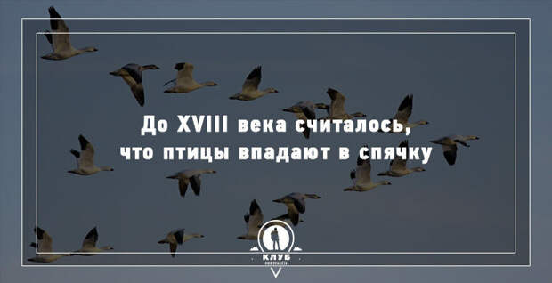 15 удивительных фактов о животных 15 удивительных фактов о животных животные, факты