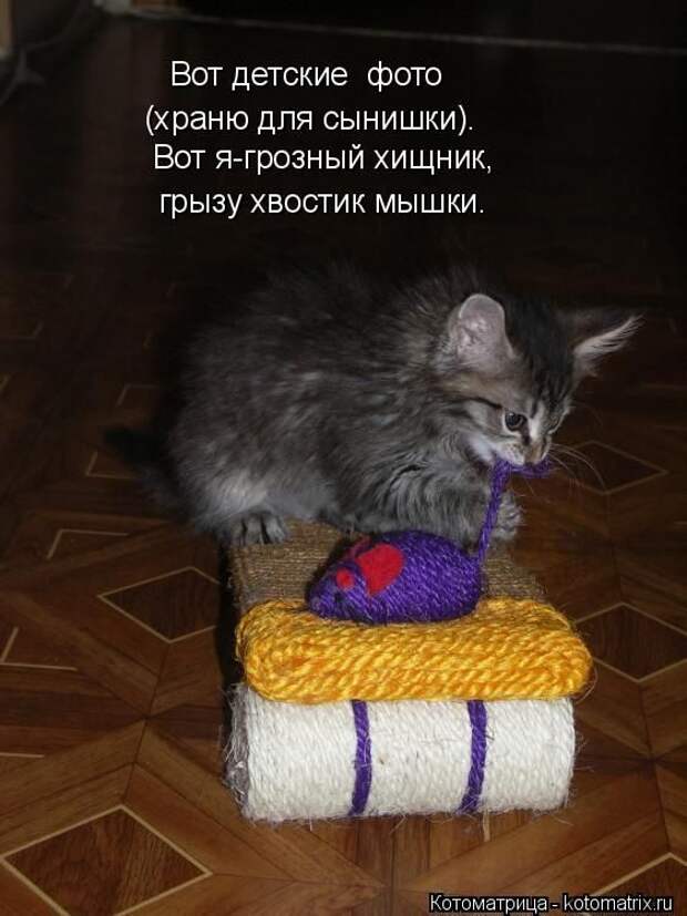 Лучшие котоматрицы недели