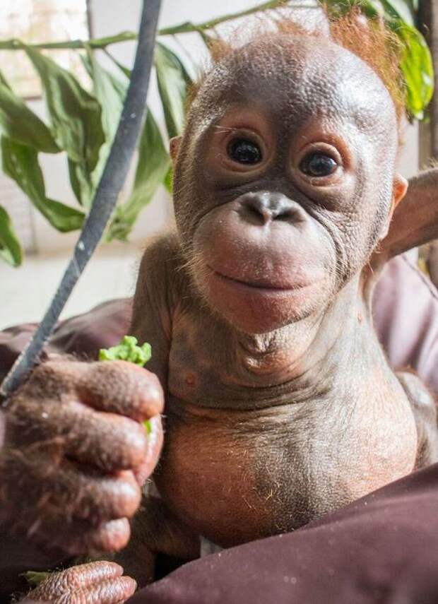 Чудом выживший малыш орангутан впервые встретил себе подобного и… зацеловал его! животные, прикол, юмор