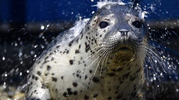 Как не стать другом Дальний Восток, помощь животным, тюлененок, тюлени, тюлень