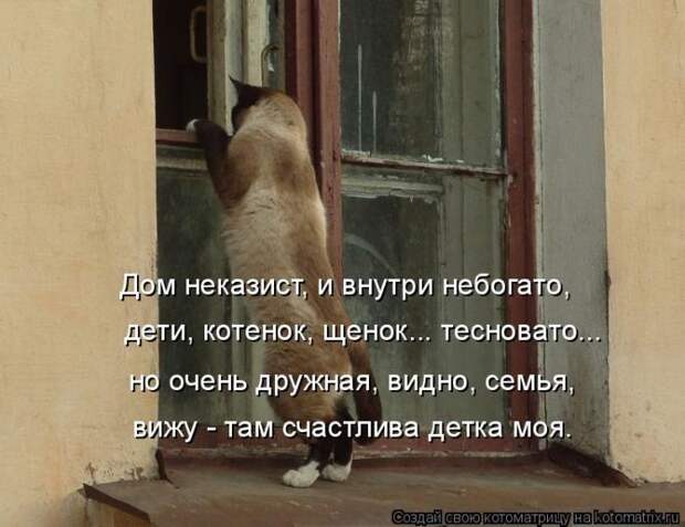 Лучшие котоматрицы недели (50 фото)
