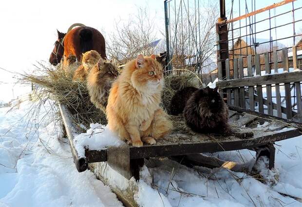 Siberian-Cats_photo-Alla-Lebedeva141