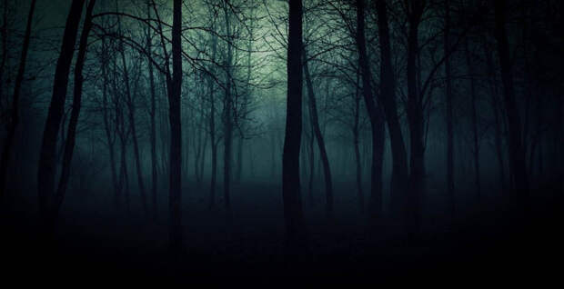 creepyforests00 Семь самых страшных лесов планеты
