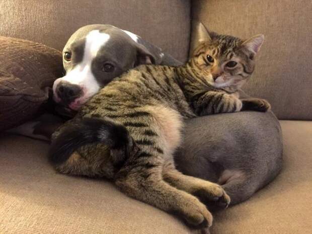 Коты влюбленные в собак животные, коты, собаки