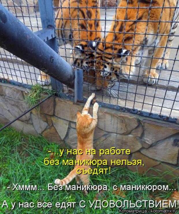 Новая и прикольная котоматрица на 22 сентября (29 фото)