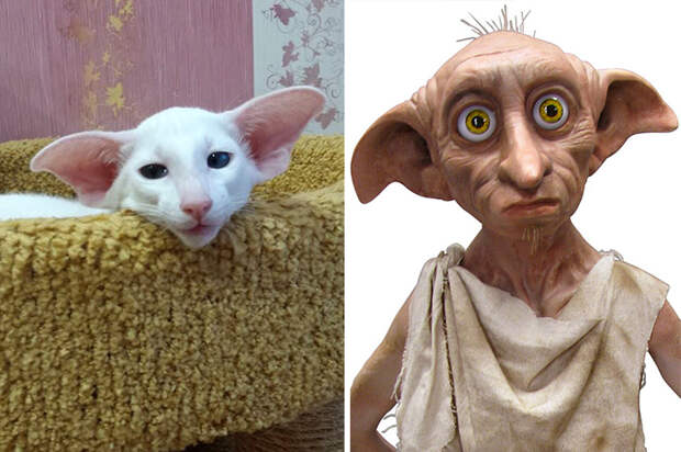 Котик-Добби