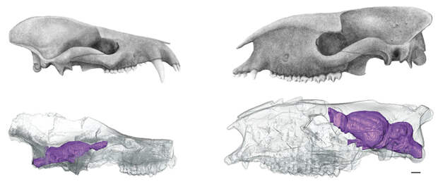 После вымирания динозавров тело у млекопитающих росло быстрее, чем мозг