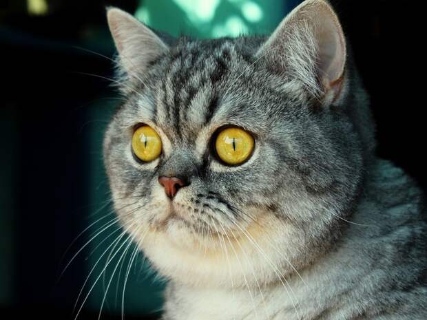Котофотопозитив животные, коты, прикол