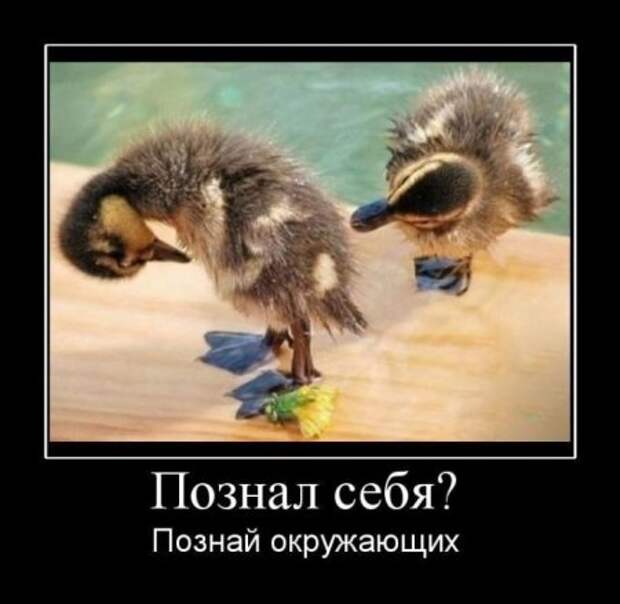 Демотиваторы и все самое прикольное на фото.