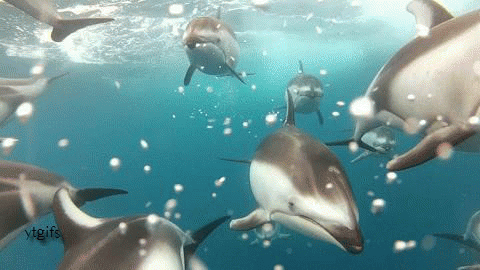 Звуки природы, шум моря,голоса дельфинов.
