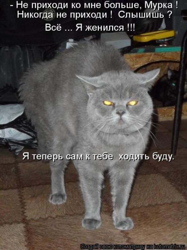 Котоматрица