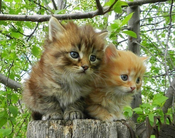 Мурчалки животные, жизнь, киски, коты