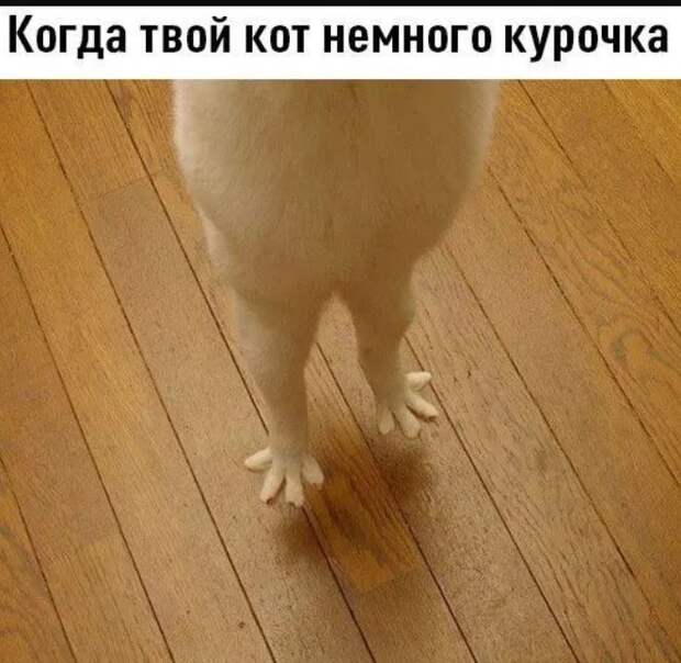 Смешные мемы картинки без надписей