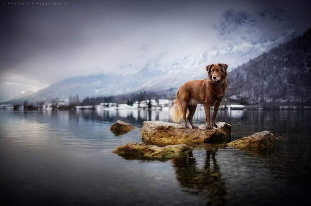 Собаки в фотографиях Anne Geier