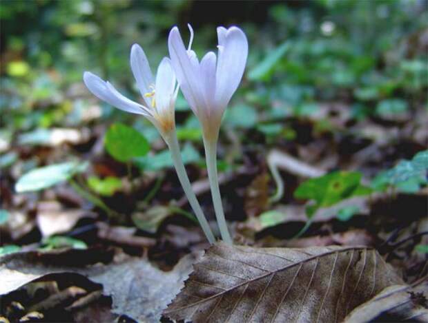 Безвременник теневой (Colchicum umbrosum)