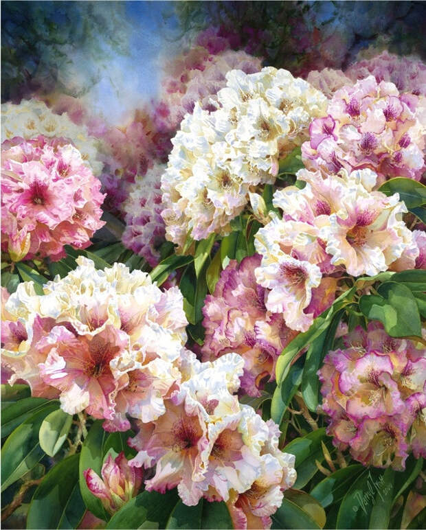 Цветы, акварель.Художник Darryl Trott Цветы, акварель.Художник Darryl Trott