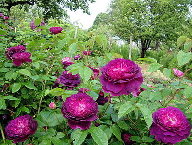 Сорт «Кардинал де Ришелье»