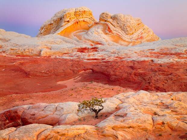 12. Одинокое дерево на фоне горных массивов в северной части штата Аризона. природа, удивительные фотографии, фото