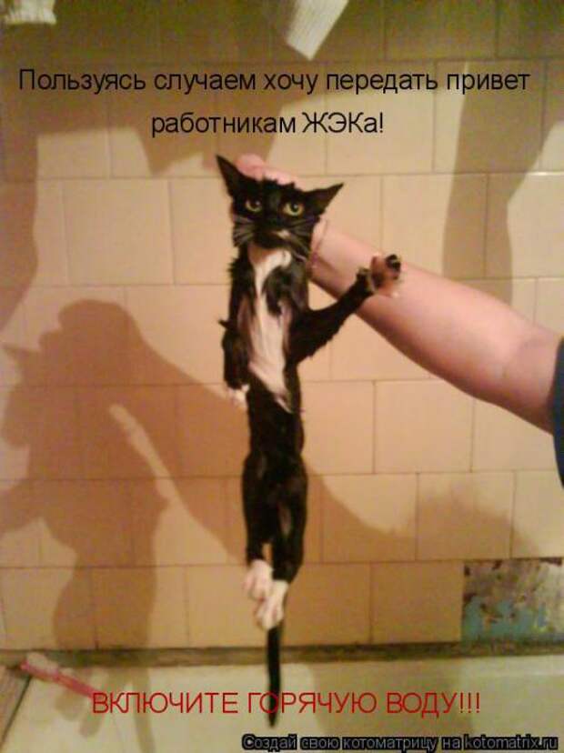 Подборка прикольных котоматриц