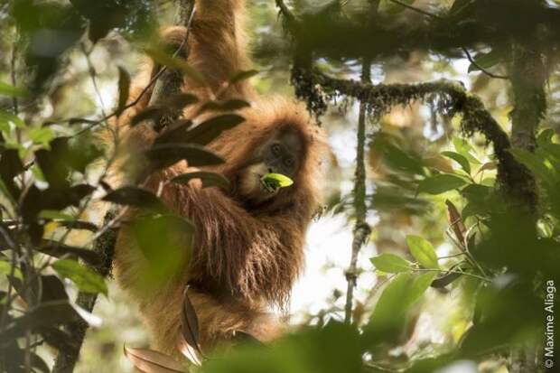 На Суматре обнаружили новый вид орангутанов