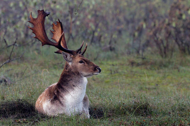 deer