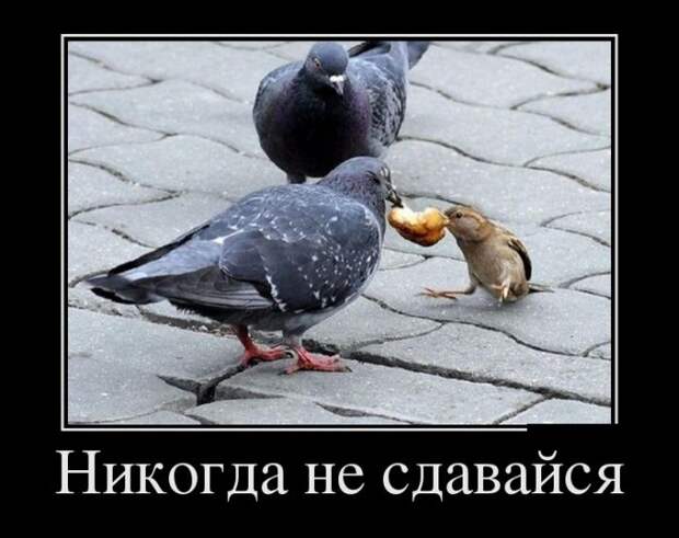 Демотиваторы (30 фото) Демотиваторы (30 фото)