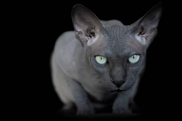 sphynx-cat-photos-by-alicia-rius-11.jpg