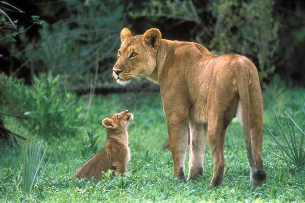 Львы (лат. Panthera leo) (англ. Lions)