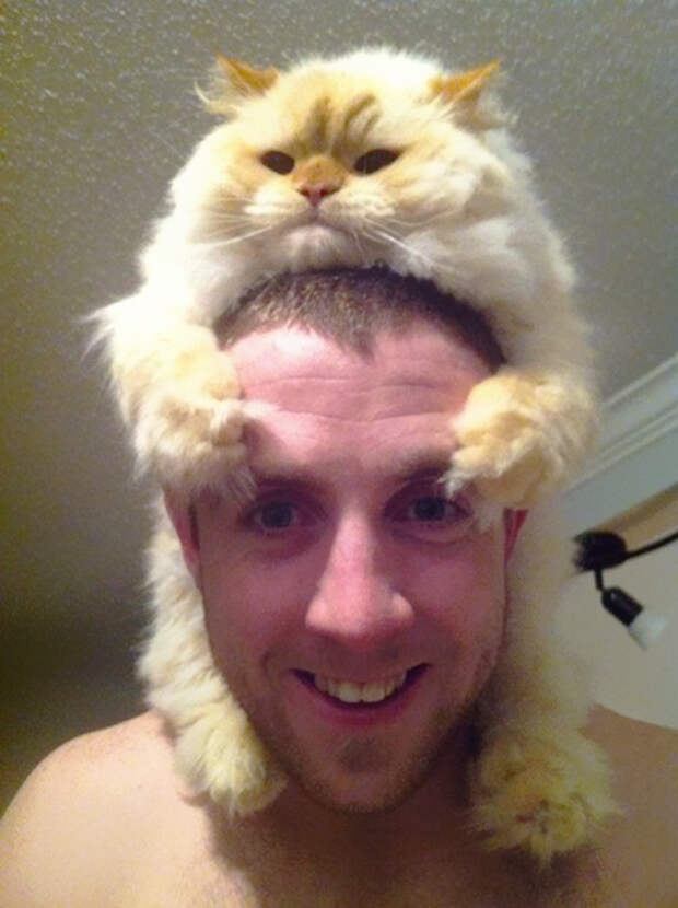 кошка вместо шапки