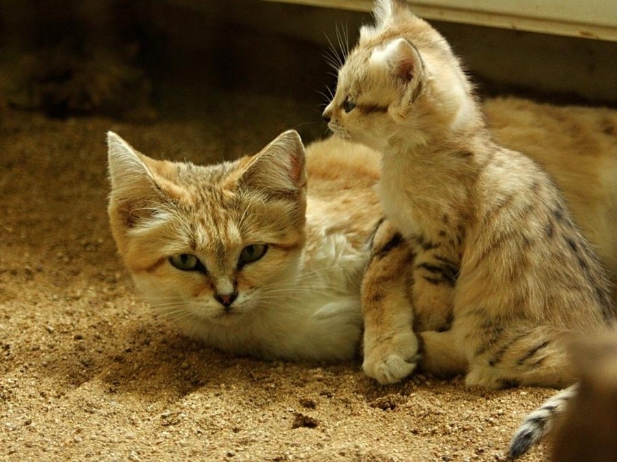 Даже когда взрослеют, эти кошки выглядят как котята. И их котята тоже выглядят как котята