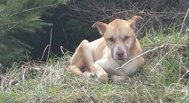 Как спасти озлобленную и одинокую бродячую собаку Как спасти озлобленную и одинокую бродячую собаку