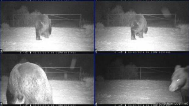 Фотоловушки зафиксировали в чернобыльской зоне бурого медведя