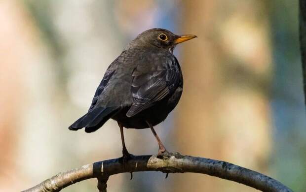 Неделя в Петербурге завершится солнечной и сухой погодой