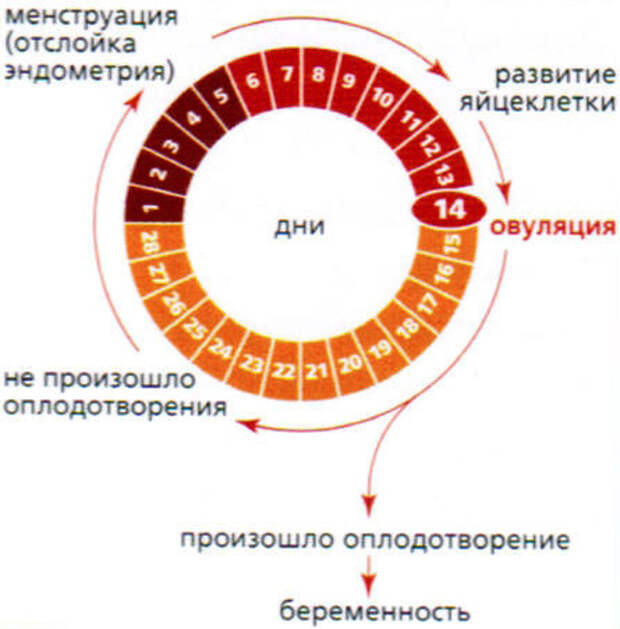 Выделения в цикле по дням в картинках