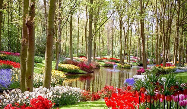 парк цветов Кекенкоф  Амстердам