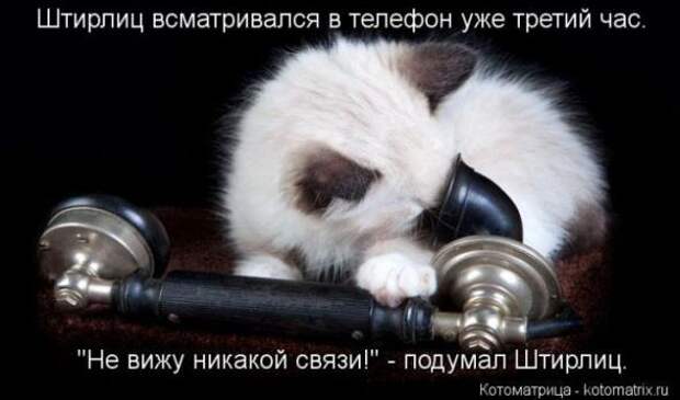 Котоматрицы(картинки с надписями)