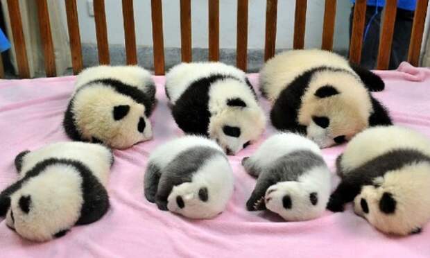 Детский сад для панд действительно существует. И, нет, вы не спите!