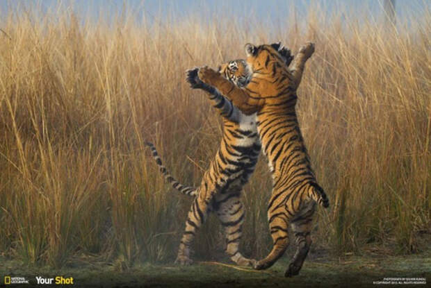 20 лучших кадров, присланных в редакцию National Geographic, в этом году