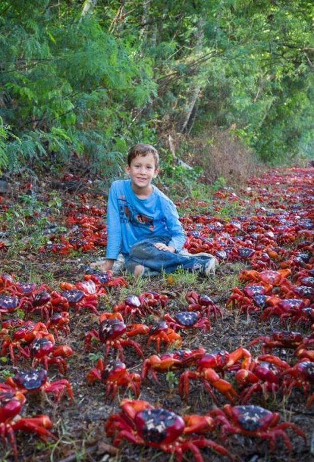 Ежегодная миграция миллионов красных крабов на острове Рождества (11 фото)