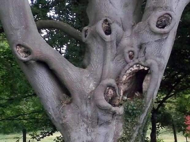 Деревья — как живые   дерево, лица, прикол